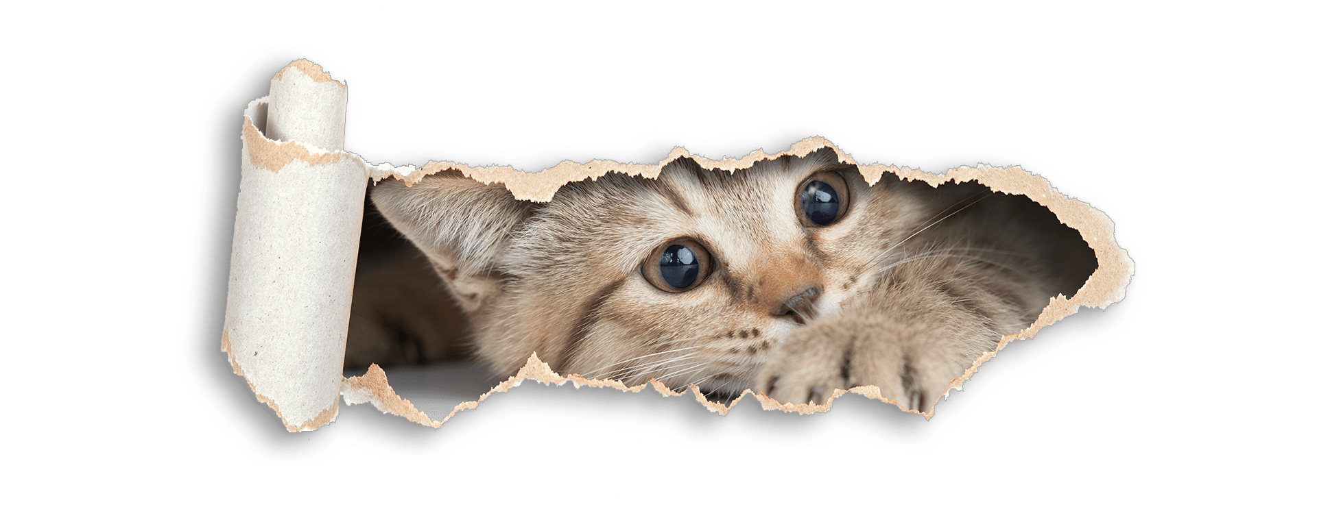 4-katze-trasnparent